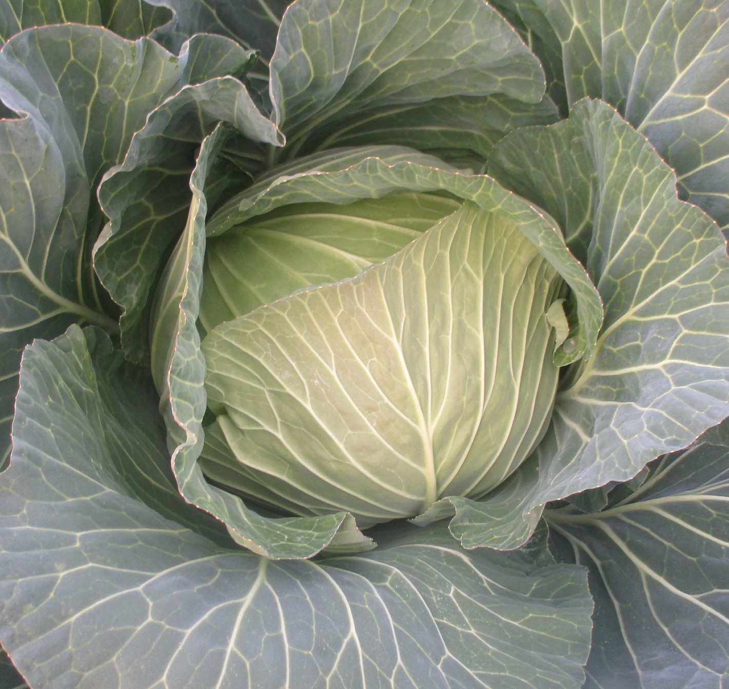 さらさ甘藍 | 株式会社カイヤ採種場